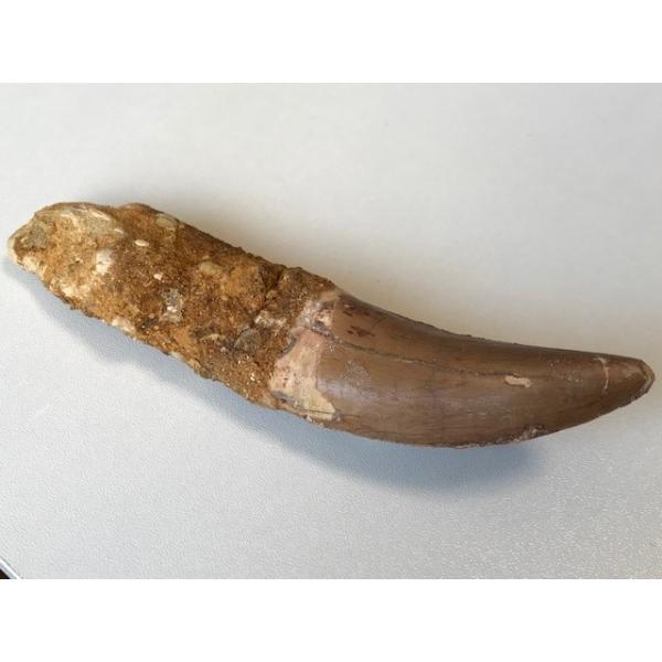 カルカロドントサウルス 歯 牙 歯根付き 獣脚類 肉食恐竜 1369 カルカロドントサウルス 歯 牙 歯根付き 獣脚類 肉食恐竜 1369