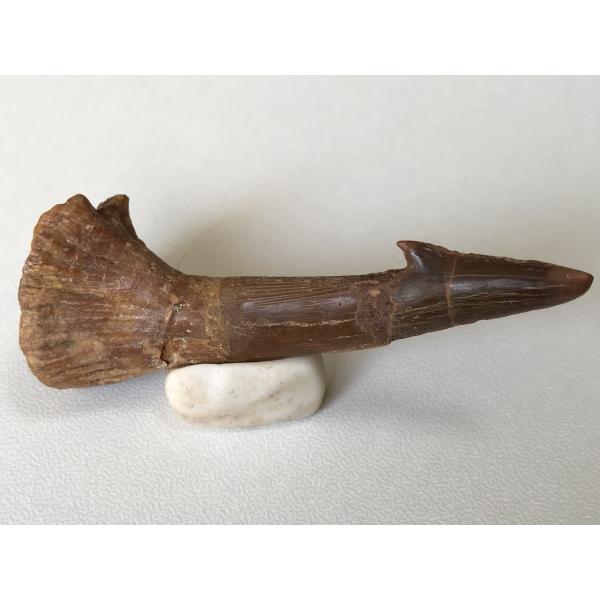 fossils-store_pg8a83z330