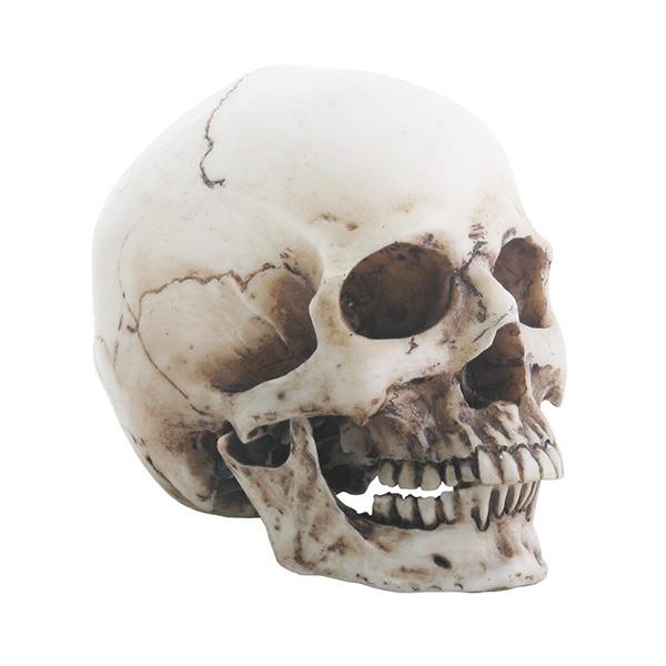 *メール便非対応です。サイズ(メーカー表記インチ換算です。)9.5cm x 6.35cm x 8cm夜中に見たらビビっちゃうほど精巧な作り！顎は着脱式！固定具は何もないので、顎無しで飾っても、顎だけで飾っても、顎は別々に飾ってもＯＫ！メーカ...