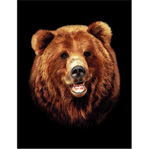 foxrepublic_postcard-bear26 foxrepublic_postcard-bear26