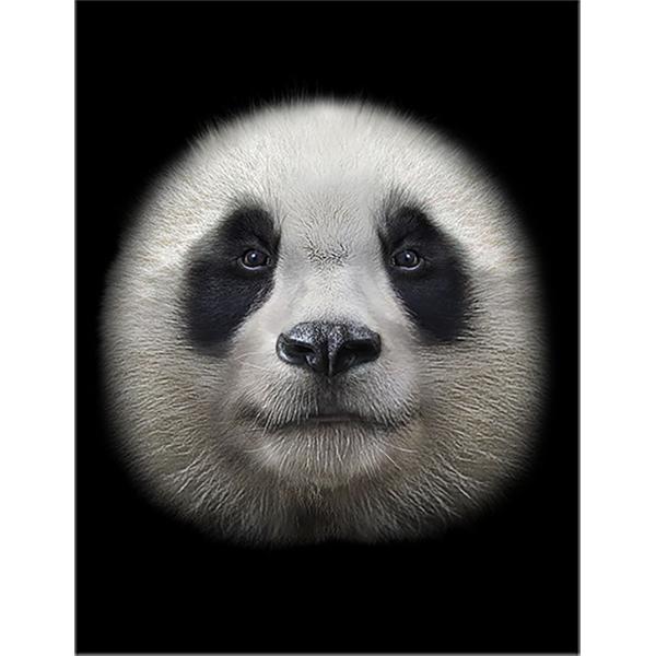 foxrepublic_postcard-big10