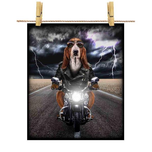 foxrepublic_postcard-dog-bst-29