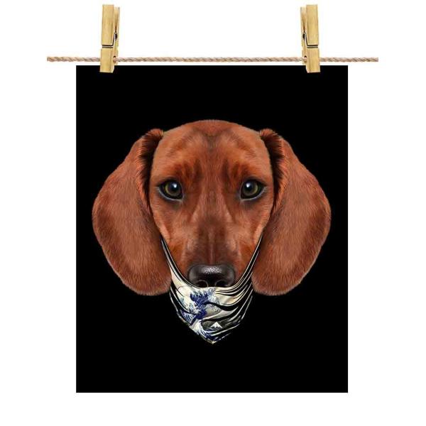 yԖ _bNXth hbO   G o_iz|X^[@A3TCY by Fox Republic