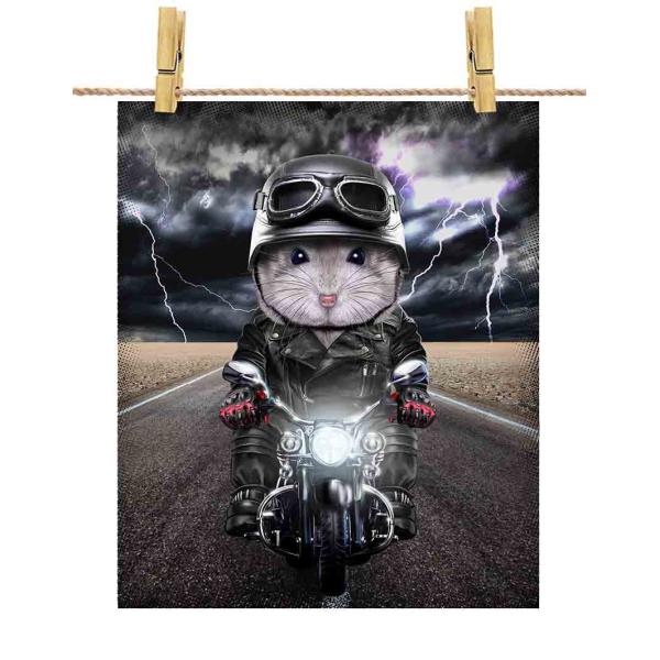 |X^[ A3 u[Tt@CAEnX^[ oCN wbg by Fox Republic