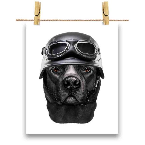 黒毛のアメリカンピットブル ドッグ 犬 いぬ ヘルメット