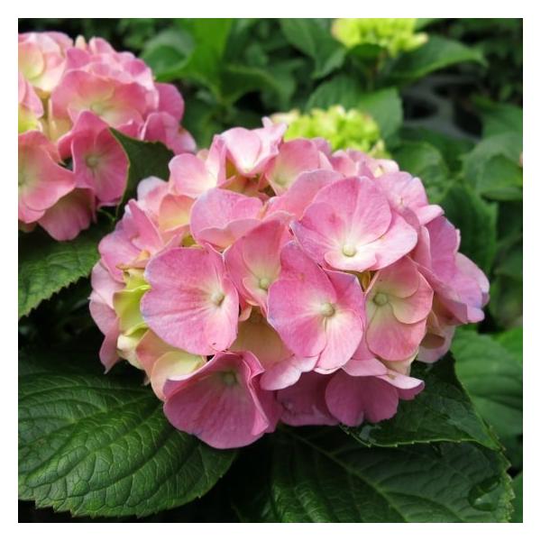 アジサイ ピーチ姫 ブルースカイ マリンブルー 各種 4 5号 13 5cm 花苗 花木 紫陽花 ノリウツギ Buyee Buyee 日本の通販商品 オークションの代理入札 代理購入