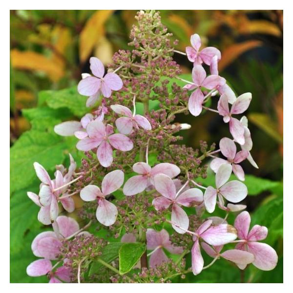 ノリウツギ ピンクファンタジー 4号 12cm 花苗 花木 紫陽花 アジサイ Buyee Buyee 日本の通販商品 オークションの代理入札 代理購入