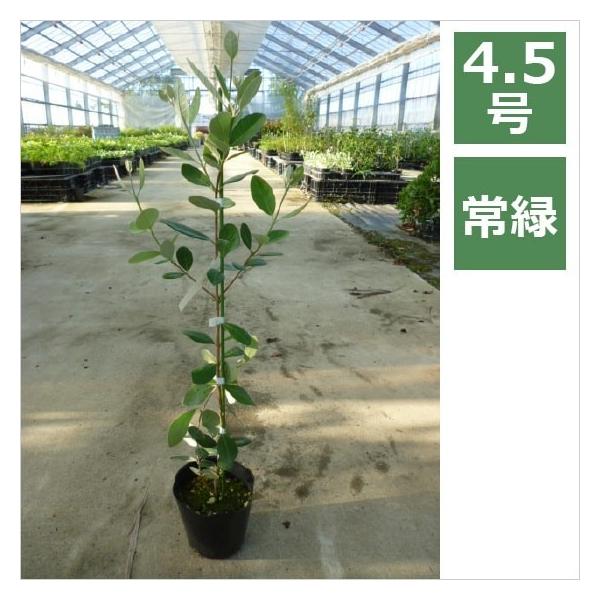 フェイジョア トライアンフ 4 5号 13 5cm 花苗 花木 実のなる木 Buyee Buyee Japanischer Proxy Service Kaufen Sie Aus Japan