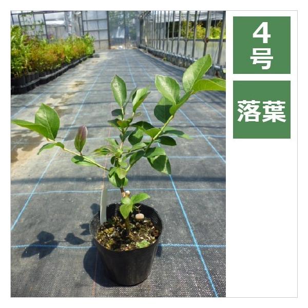 ブルーベリー 苗木の通販 価格比較 価格 Com