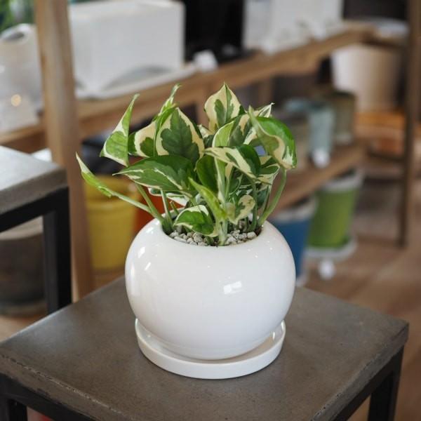 一部地域送料無料 2種類から選べるプレミアムポトス 4号 観葉植物 卓上 エンジョイ グローバルグリーン Buyee Buyee Japanese Proxy Service Buy From Japan Bot Online