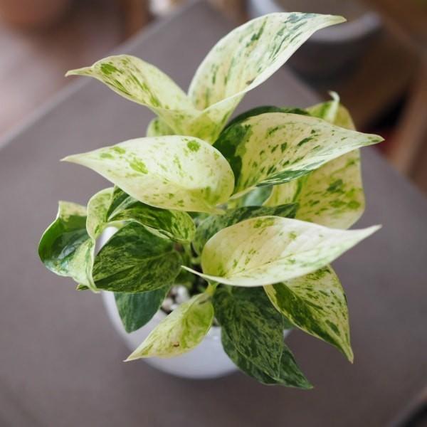 一部地域送料無料 2種類から選べるプレミアムポトス 4号 観葉植物 卓上 エンジョイ グローバルグリーン Buyee Buyee Japanese Proxy Service Buy From Japan Bot Online