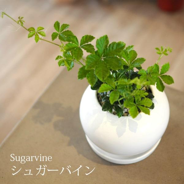 一部地域送料無料 シュガーバイン 4号 選べるこだわりの植木鉢 観葉植物 おしゃれ ミニ 卓上 陶器鉢 プレゼント Tb042 インテリアグリーン専門店 Frants 通販 Yahoo ショッピング