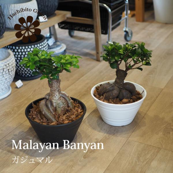 幹太ガジュマル　天然苔　盆栽仕立て　アンティーク調　陶器鉢　植え込み発送 がじゅまる 観葉植物 おしゃれ：ミニガジュマル*陶器鉢 受け皿付
