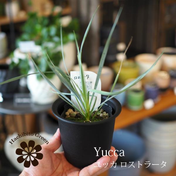 数量限定！希少なユッカ・ロストラータが入荷しました。3号ビニルポット苗と、3.5号プラ鉢をセットにしてお届けします。■ 商品仕様商品名：ユッカ・ロストラータ号数：3.5号 / 11cm（3号ビニルポット）植物のサイズ：植木鉢を含めた大きさ、...