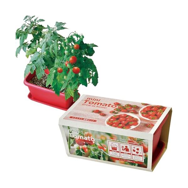 他サイト： 聖新陶芸 冬 / 春 / 夏の 家庭菜園 簡単 栽培キット ゆったり育てる ミニトマト 野菜 栽培セット ( 自由研究 / 食育 ) 鉢約24×の商品画像