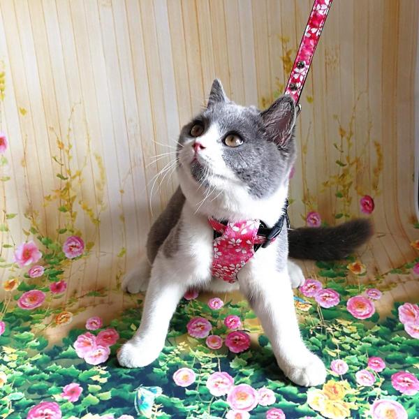 送料無料 ポイント消化 おすすめ 人気thain 猫 ハーネス リードセット 子猫 お出かけ 散歩 猫用ハーネス リード 日本製 かわいい