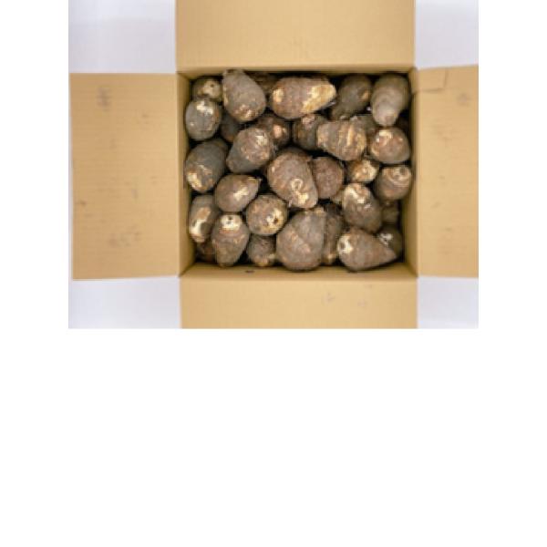 白くきめ細やかな肉質、丸々として形が揃っていることから「伊予美人」という名で販売されています。特徴：●やわらかく、粘りも強く旨みがある　●特有の“ぬめり”には栄養素がいっぱい　●味に癖がなくどんな料理にも相性バツグン内容量　10kg産地　愛媛県