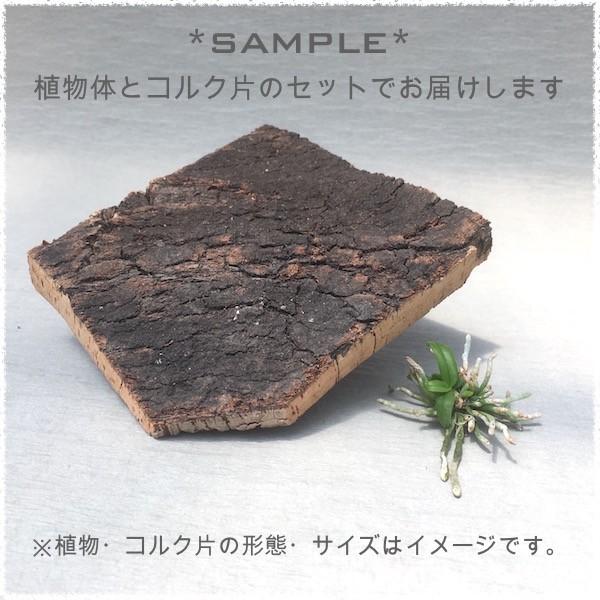 キロスキスタ プシラ 着生用コルク付き 世界の野生ラン Fromseed Buyee Buyee 提供一站式最全面最專業現地yahoo Japan拍賣代bid代拍代購服務 Bot Online