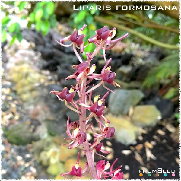ユウコクラン 幽谷蘭 開花サイズ苗 日本の野生ラン Fromseed Buyee Buyee Jasa Perwakilan Pembelian Barang Online Di Jepang