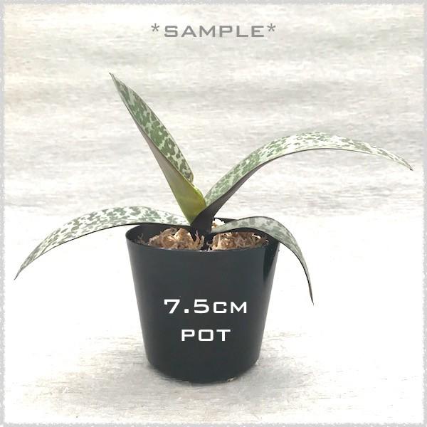 胡蝶蘭原種 ファレノプシス シレリアナ 開花サイズ苗 世界の野生ラン Fromseed Buyee Servicio De Proxy Japones Buyee Compra En Japon