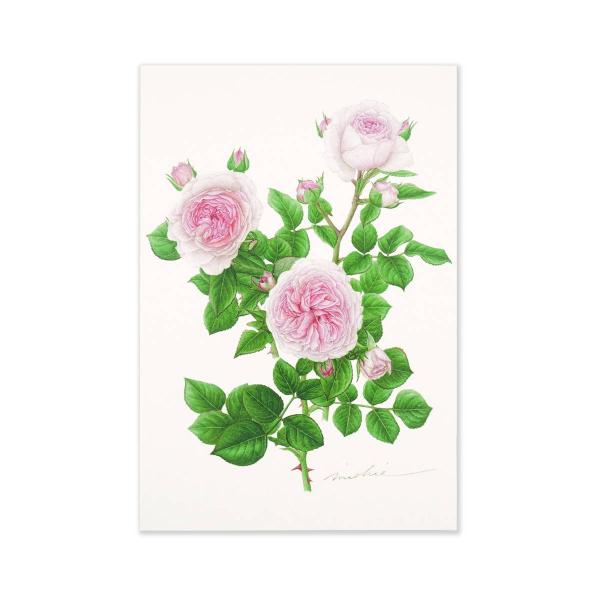 ポストカード マリアテレジア Pcr 036 Pcr 036 フロンティアyahoo ショップ 通販 Yahoo ショッピング