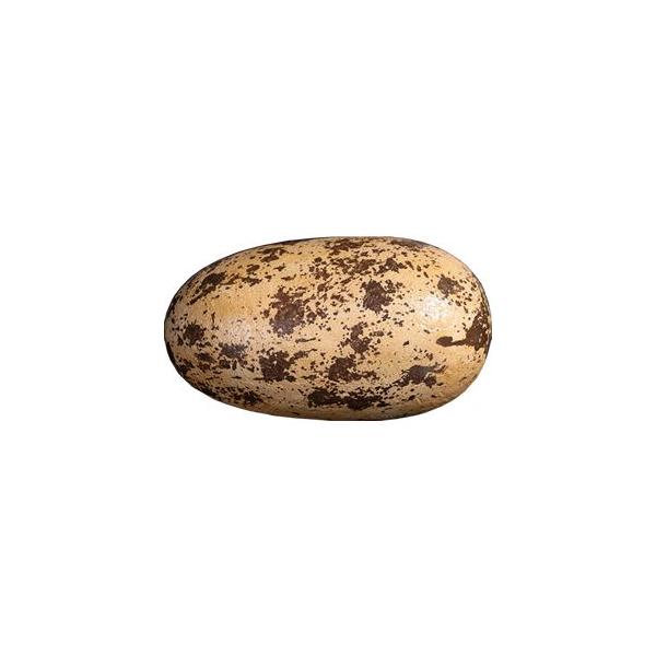 iTheropodj̃^}SE FRPIuWF [