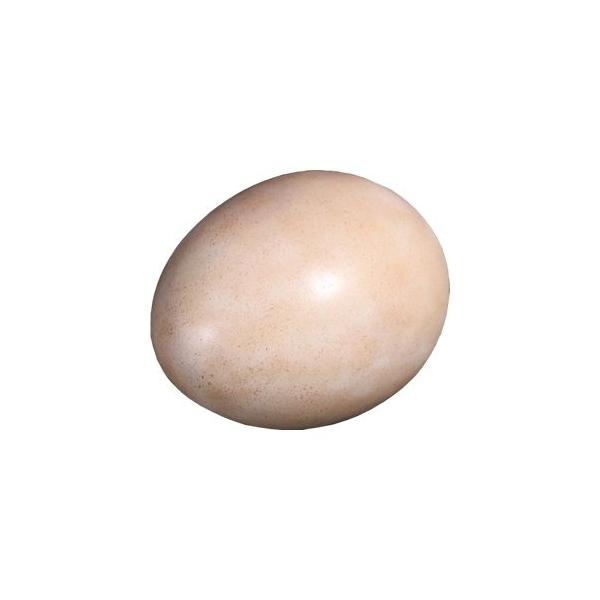 iSauropodj̃^}SE FRPIuWF [