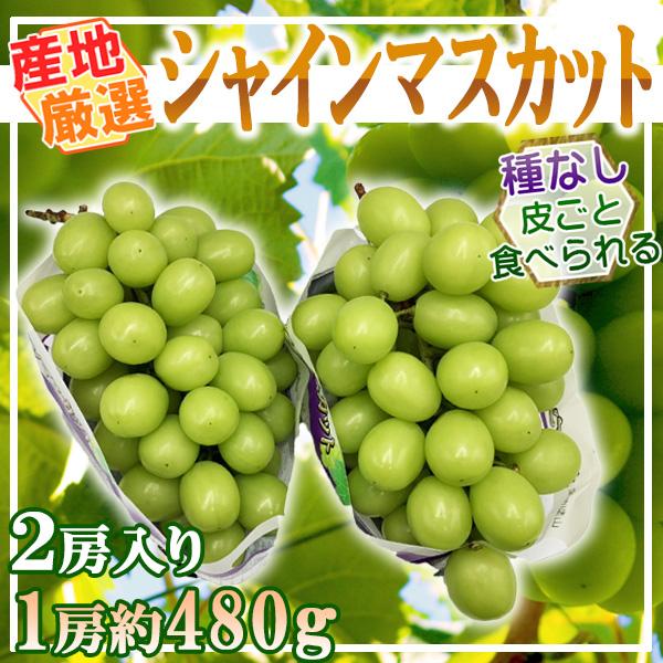 産地厳選　シャインマスカット　2房　1房約480ｇ　クール便発送　