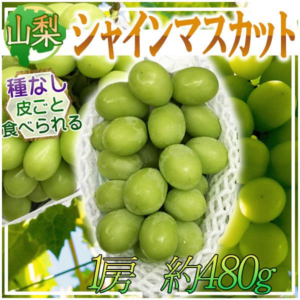 山梨県産 シャインマスカット 1房 約480g ※クール便発送 : ふる