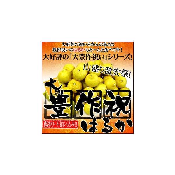 大豊作祝いのはるか 5kg 送料無料 訳あり 不選別 愛媛県産 フルーツ 果物 くだもの ワケあり ...