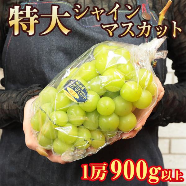 送料無料 地域厳選 超 特大 シャインマスカット 訳アリ 900g 以上 大粒 大サイズ 4L 以上 ご家庭用 マスカット ぶどう ギフト  :shm-giant900:くだもの観覧車 通販 