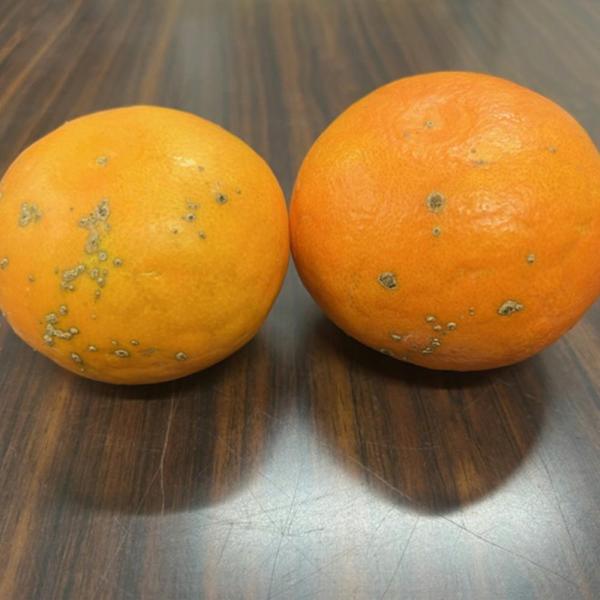 ＊こちらの商品は訳あり品、ご家庭用です。成りキズ、擦り傷、枝キズ、ヤケ、青い物など新品種の柑橘です正式品種名　EC12糖度が高く酸味が少ない「はれひめ」と「あすみ」を掛け合わせできた新品種です。糖度が高く酸味が少ない手で剥けますデコポンみた...