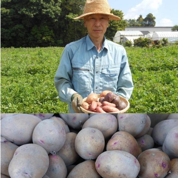 黄白肌のピンクの斑点が特徴的なじゃがいも“タワラアルタイル彦星”。楕円樽型というよりは涙のような型をしてます。果皮は薄く?がれやすく果肉は黄色。キメは細かくほくほく感があり栗ににた感じがあります。煮崩れしにくいので加熱調理などにもおススメで...