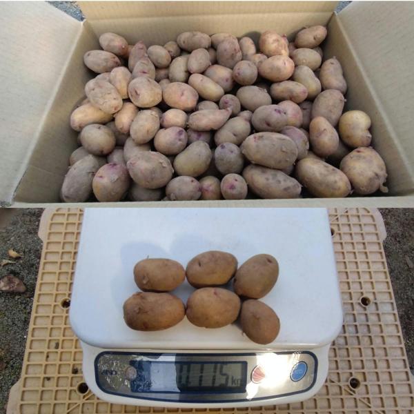 黄白肌のピンクの斑点が特徴的なじゃがいも“タワラアルタイル彦星”。楕円樽型というよりは涙のような型をしてます。果皮は薄く?がれやすく果肉は黄色。キメは細かくほくほく感があり栗ににた感じがあります。煮崩れしにくいので加熱調理などにもおススメで...