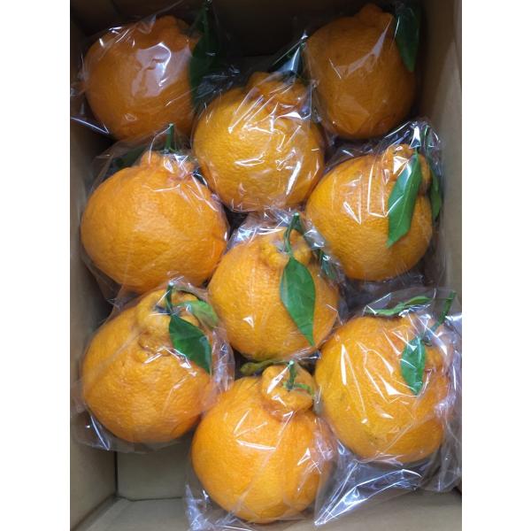 fruits-senri_crowndeko5kg3l4l