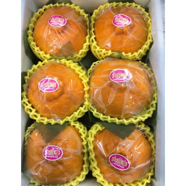 fruits-senri_daimasaki-6