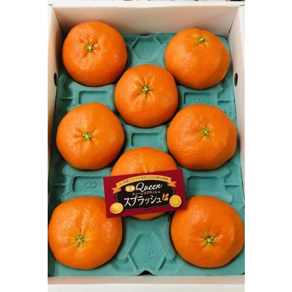 愛媛Queenスプラッシュ 甘平 8~12玉 化粧箱 : 果物専門店 フルーツ千里