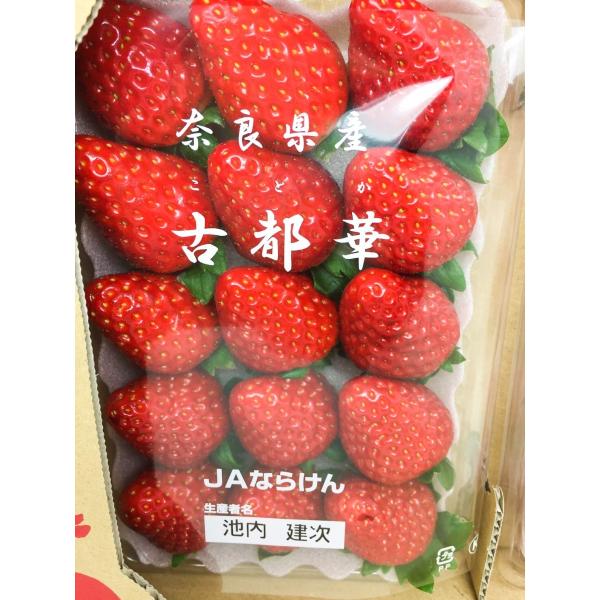 fruits-senri_koto2l fruits-senri_koto2l