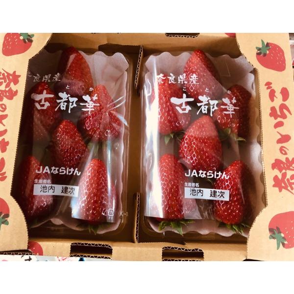 fruits-senri_kotoka3l5l fruits-senri_kotoka3l5l