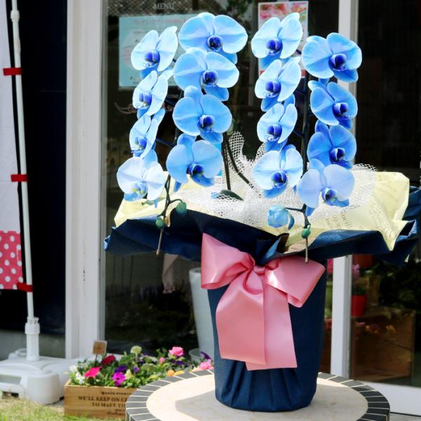 【2本立】青い胡蝶蘭〜ブルーエレガンス〜【送料無料】世界でたった4ヶ国（日本1社のみ）でしか作られていない特別で珍しい胡蝶蘭エレガンスの名にふさわしい上品で優美な色合いが特徴です青い胡蝶蘭『ブルーエレガンス』は、新たに開発された技術で吸い上...