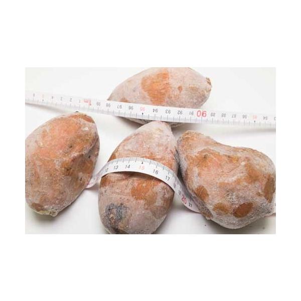 セール 小玉 クール冷凍 焼き芋 安納芋 約800g 2袋特別栽培 鹿児島濱川和成 Buyee Buyee 提供一站式最全面最專業現地yahoo Japan拍賣代bid代拍代購服務