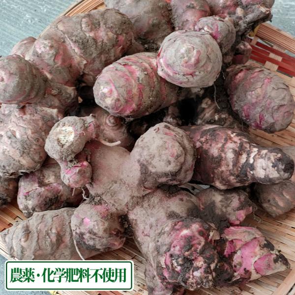 赤 芋 その他の野菜 きのこの人気商品 通販 価格比較 価格 Com