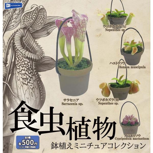 あページ 食虫植物5点セット fs4869_3707riba5