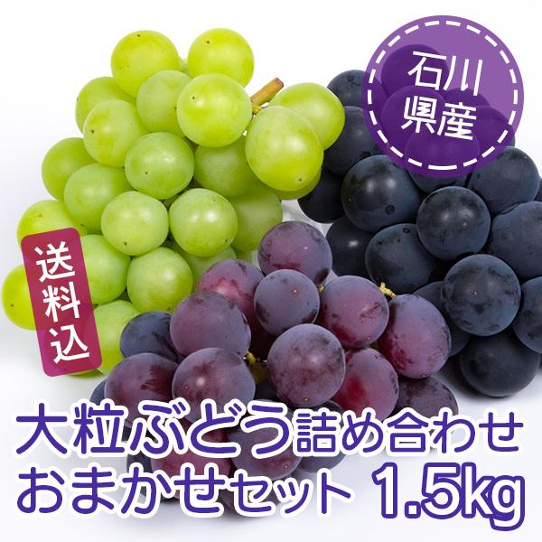 大粒ぶどう詰め合わせおまかせセット（1.5kg）石川県産／送料込