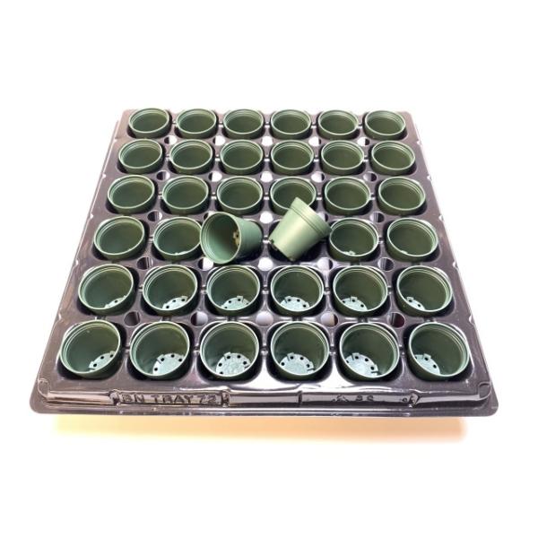 fseguchi_fse-1tyh36-1g