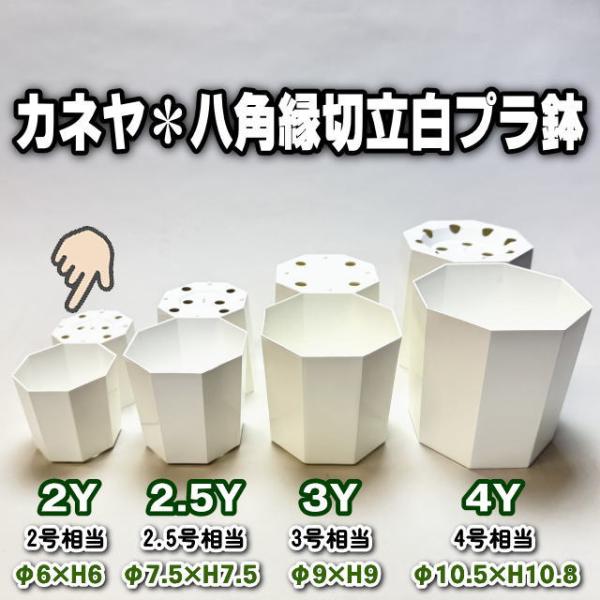 八角縁切立白プラ鉢-2号-ミニ(2Y)カネヤ＊兼弥産＊八角鉢[2GW