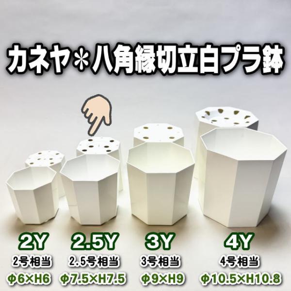 八角縁切立白プラ鉢-2.5号-小(2.5Y)カネヤ＊兼弥産業＊八角鉢[254GW
