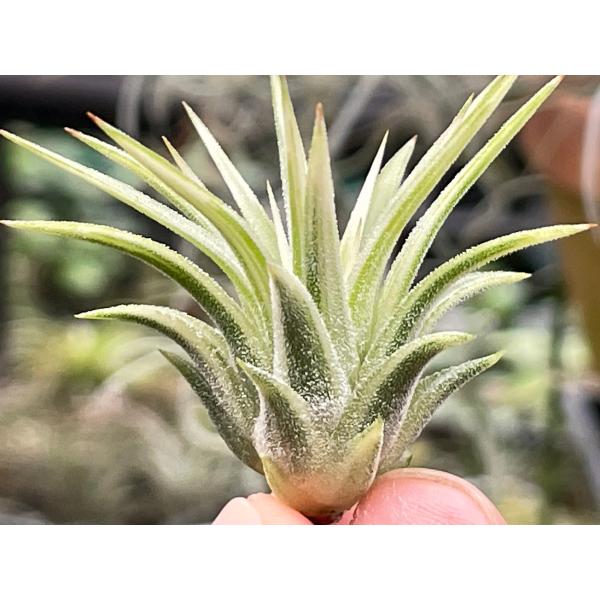 現品販売]Tillandsia ionantha 'Albomarginata'(エアプランツ