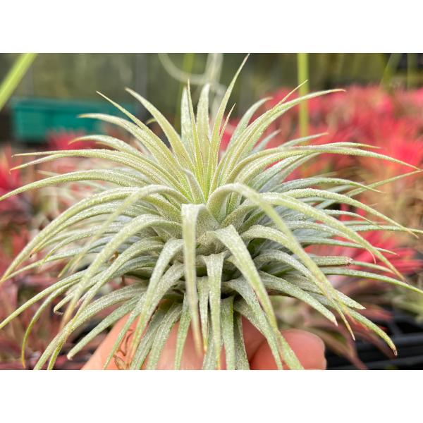Tillandsia ionantha ballイオナンタ スノーボール イオナンタ スノーボール 01号 | air-plants TENGU-DO