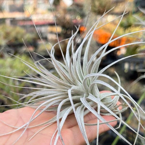 チランジア チャペウエンシス Tillandsia ティランジア R7/4/29-[現品販売]チランジア チャペウエンシス Tillandsia
